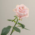 Tavola Shimmer stem rose
