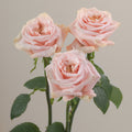 Tavola_Shimmer_trio_roses