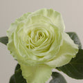 Tavola Wasabi single rose