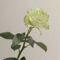 Tavola Wasabi stem rose