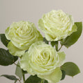 Tavola Wasabi trio roses