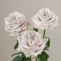 Tavola Westminster Abbey Rose trio roses