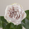 Tavola Westminster Abbey single rose