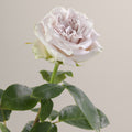 Tavola Westminster Abbey stem rose