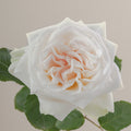 Tavola White O Hara Rose single rose