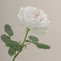 Tavola White O Hara Rose stem rose