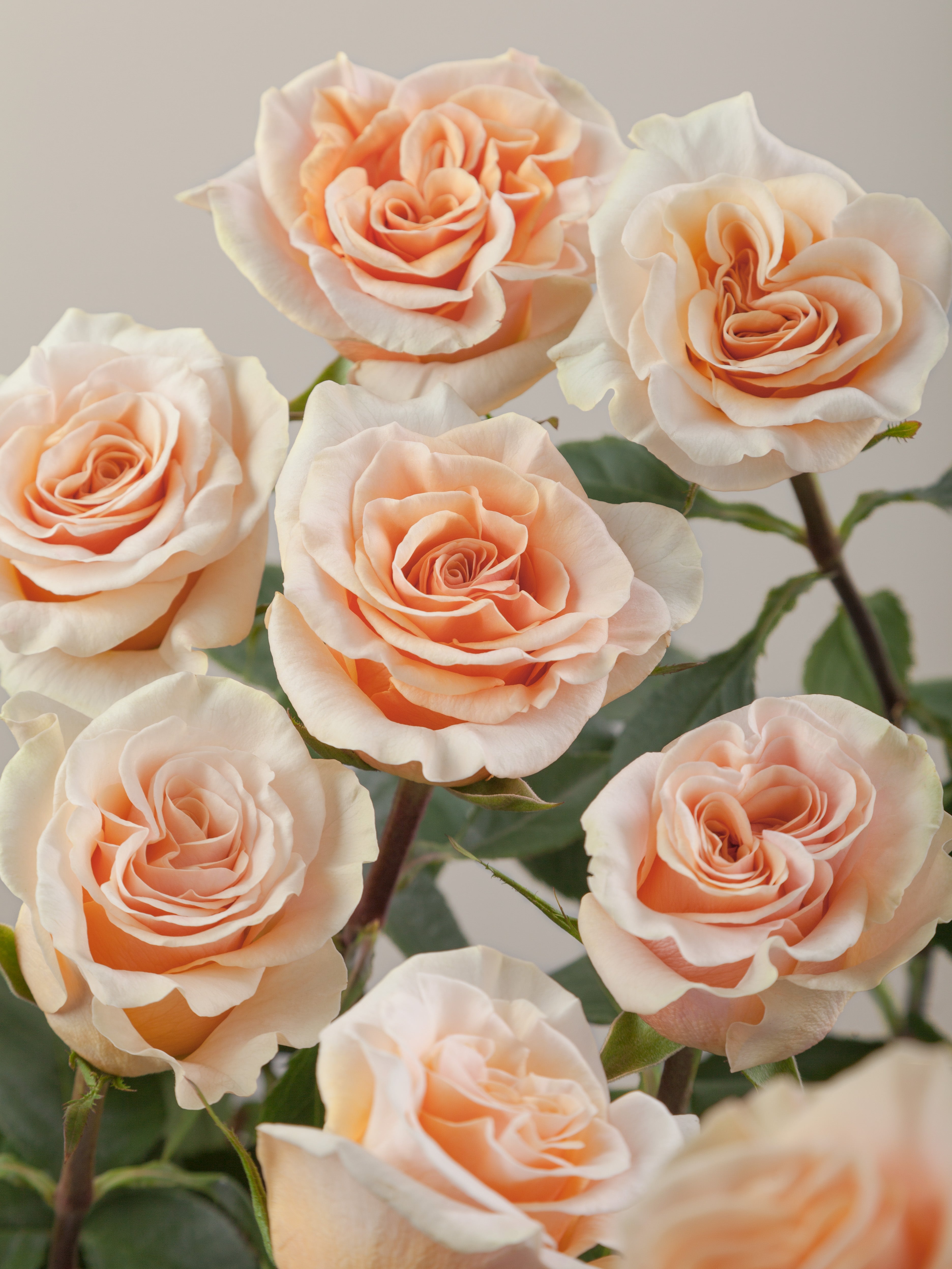 Garden-Like Roses – Tavola