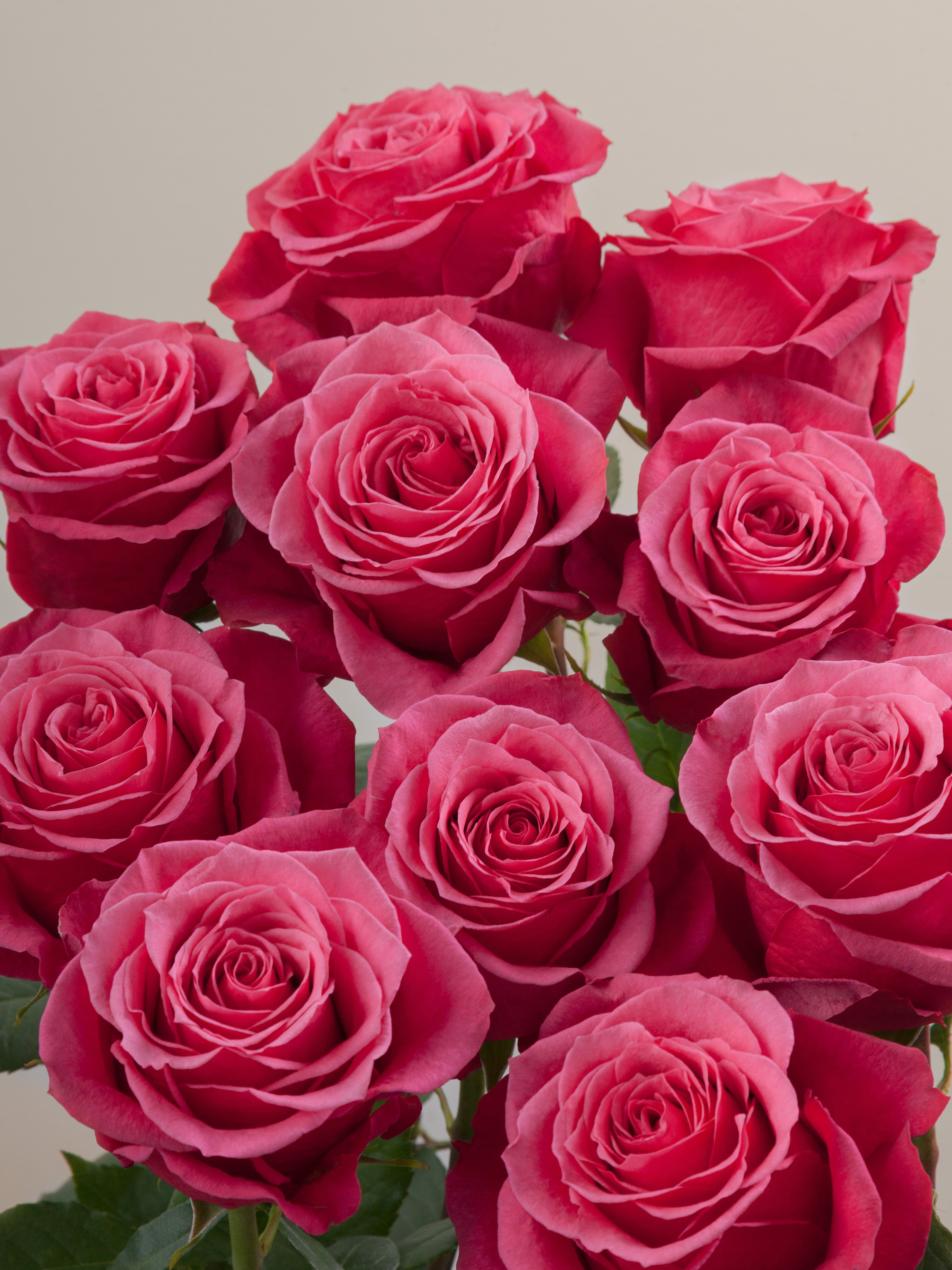 Standard Roses – Tavola