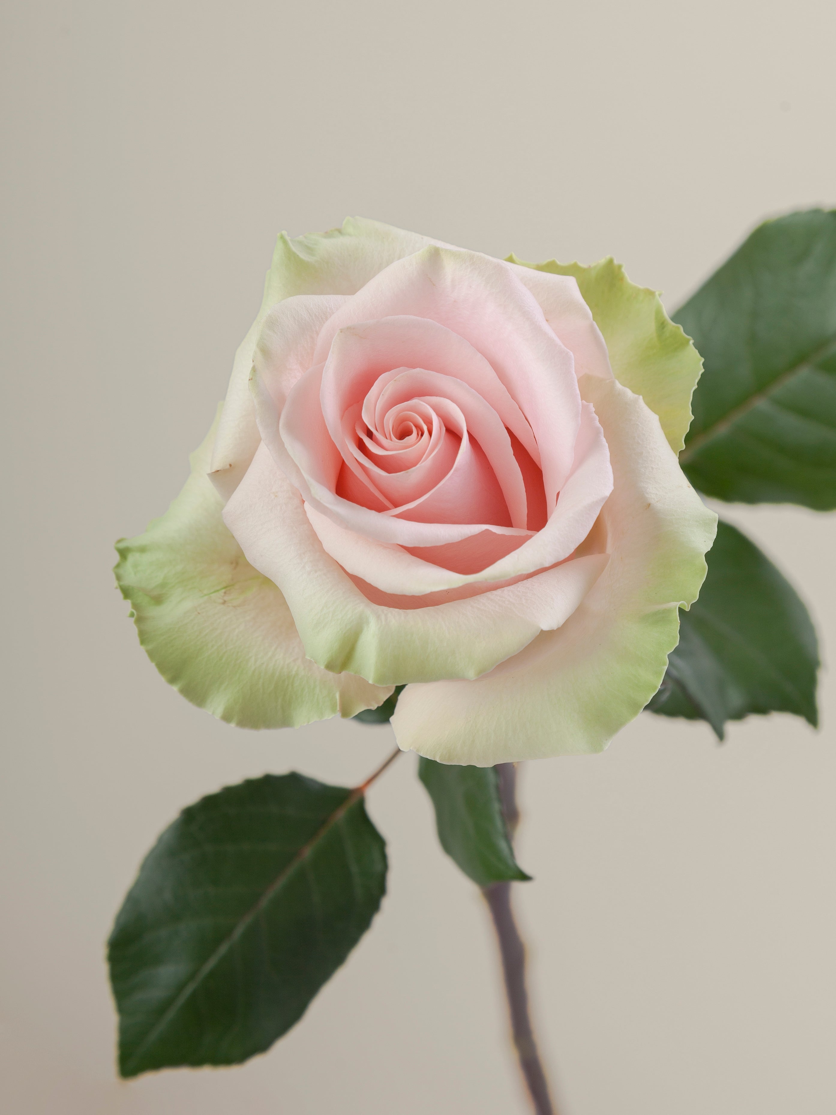 Absolute Pink Roses Absolute in Pink – Tavola