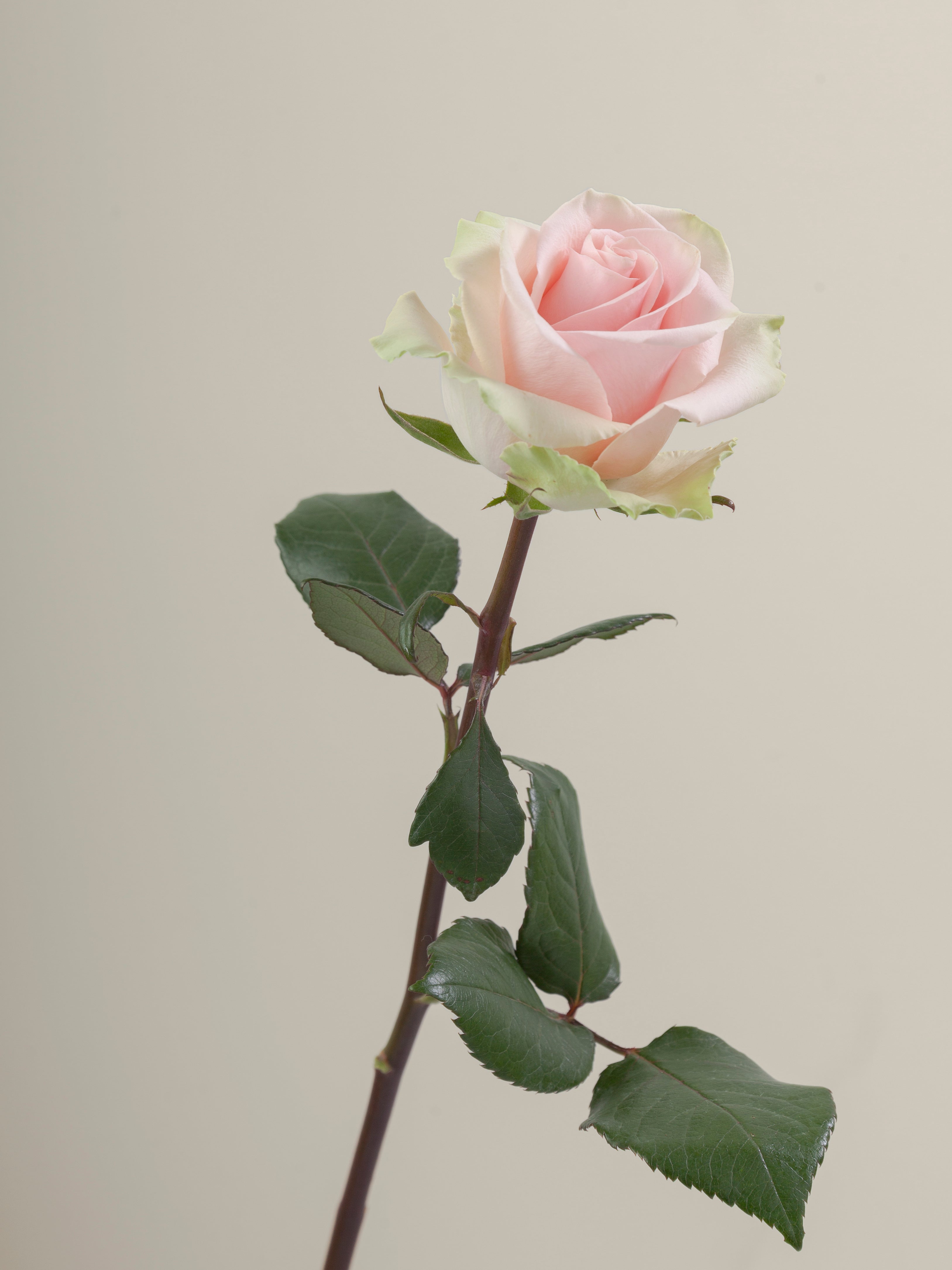 Absolute Pink Roses Absolute in Pink – Tavola
