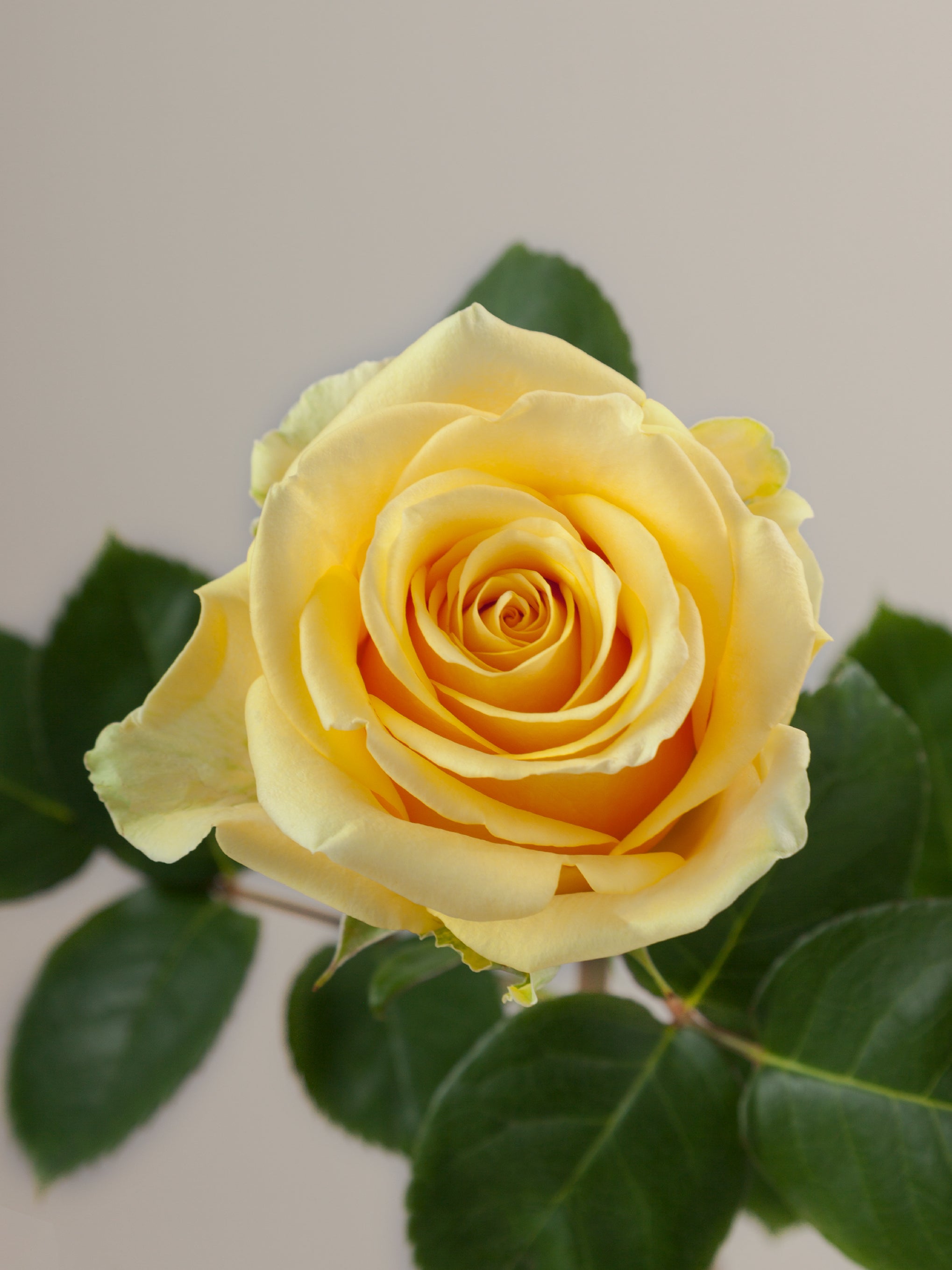 Standard Roses – Tavola