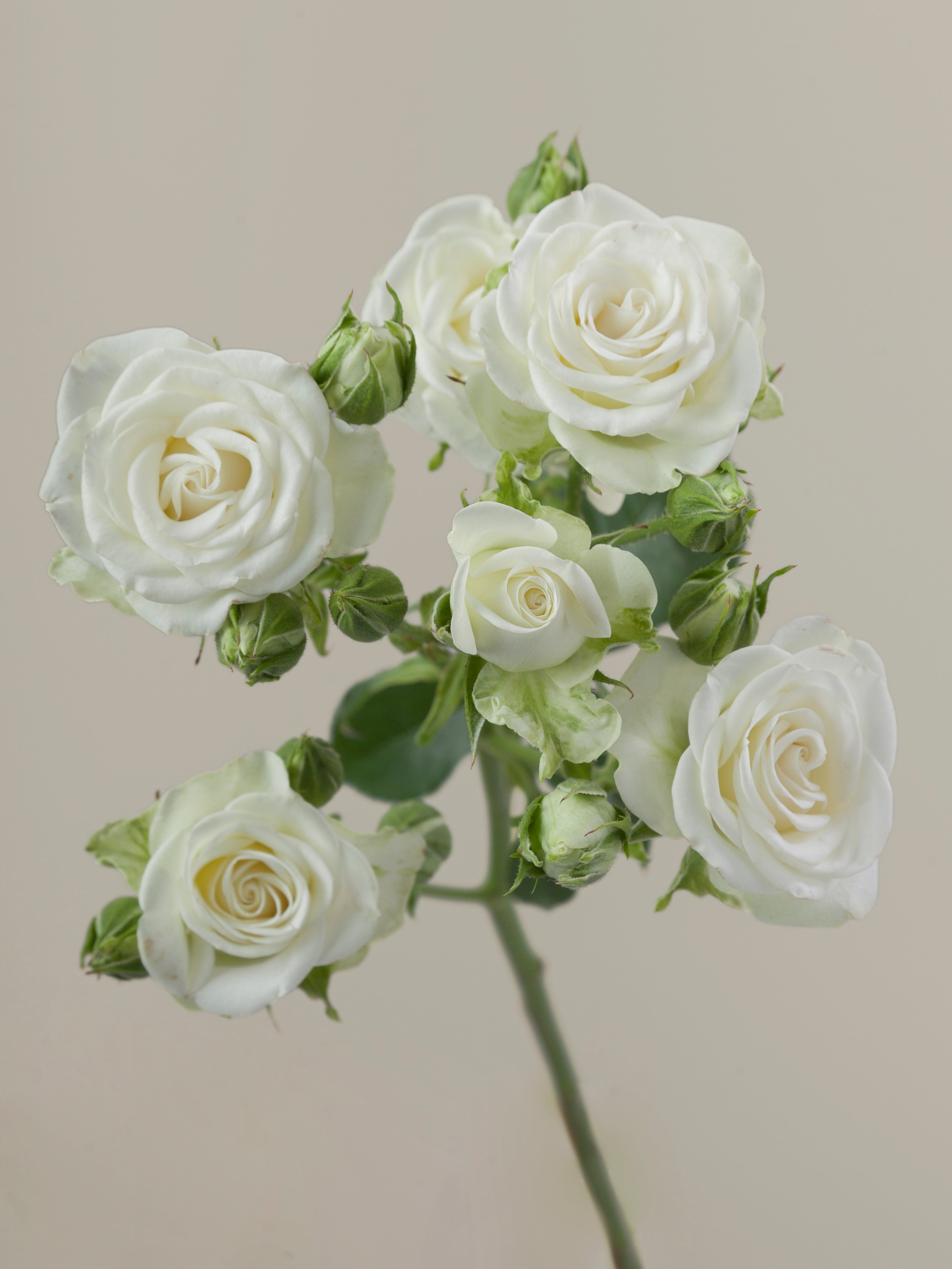 Velaux Spray Roses Spray Roses – Tavola
