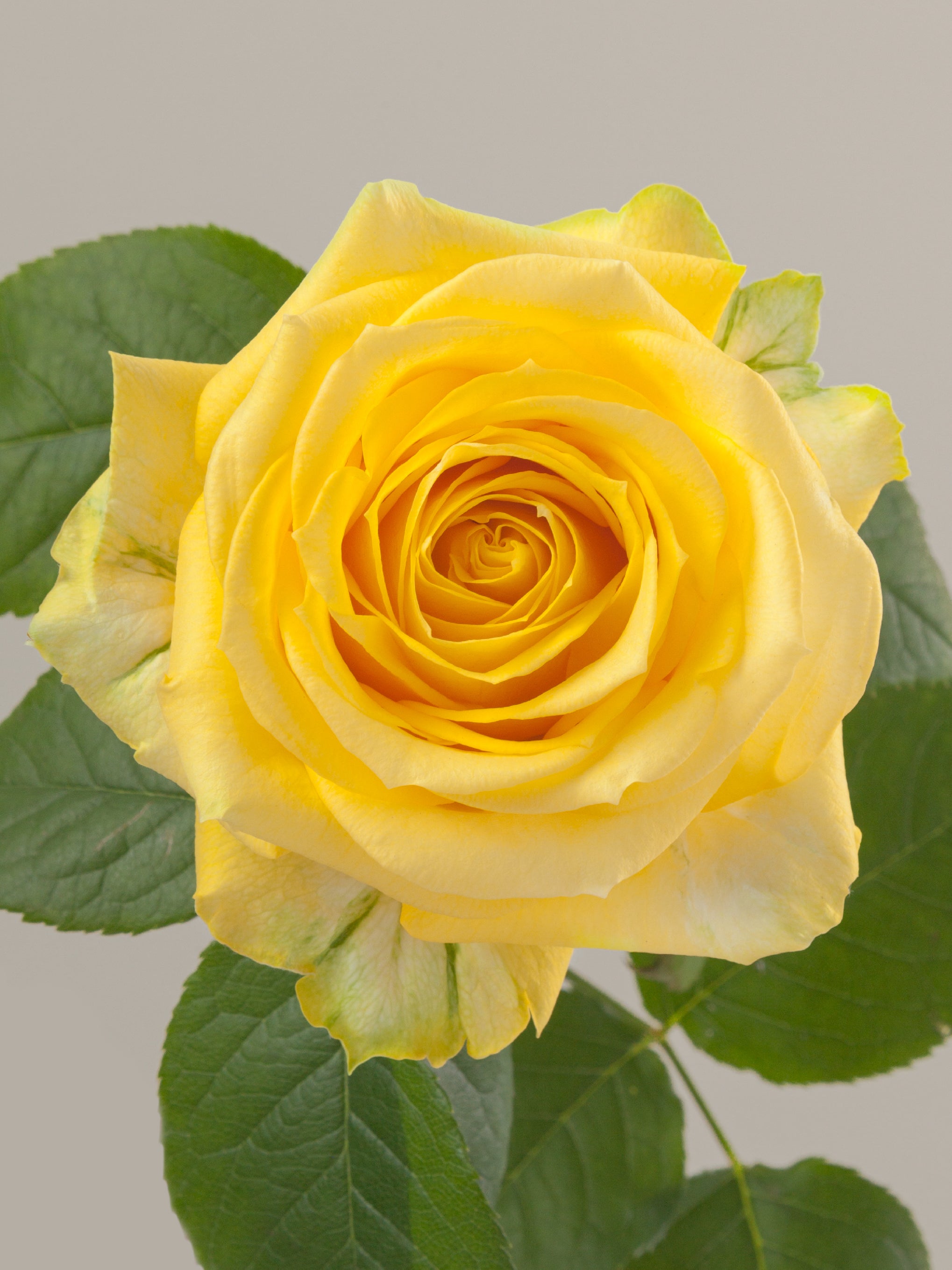 Standard Roses – Tavola