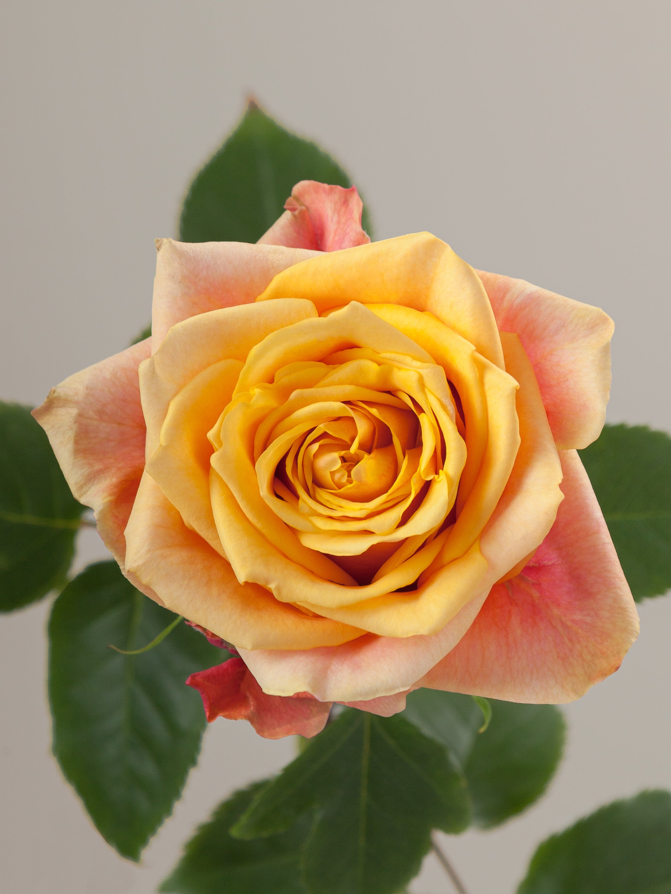 Standard Roses – Tavola