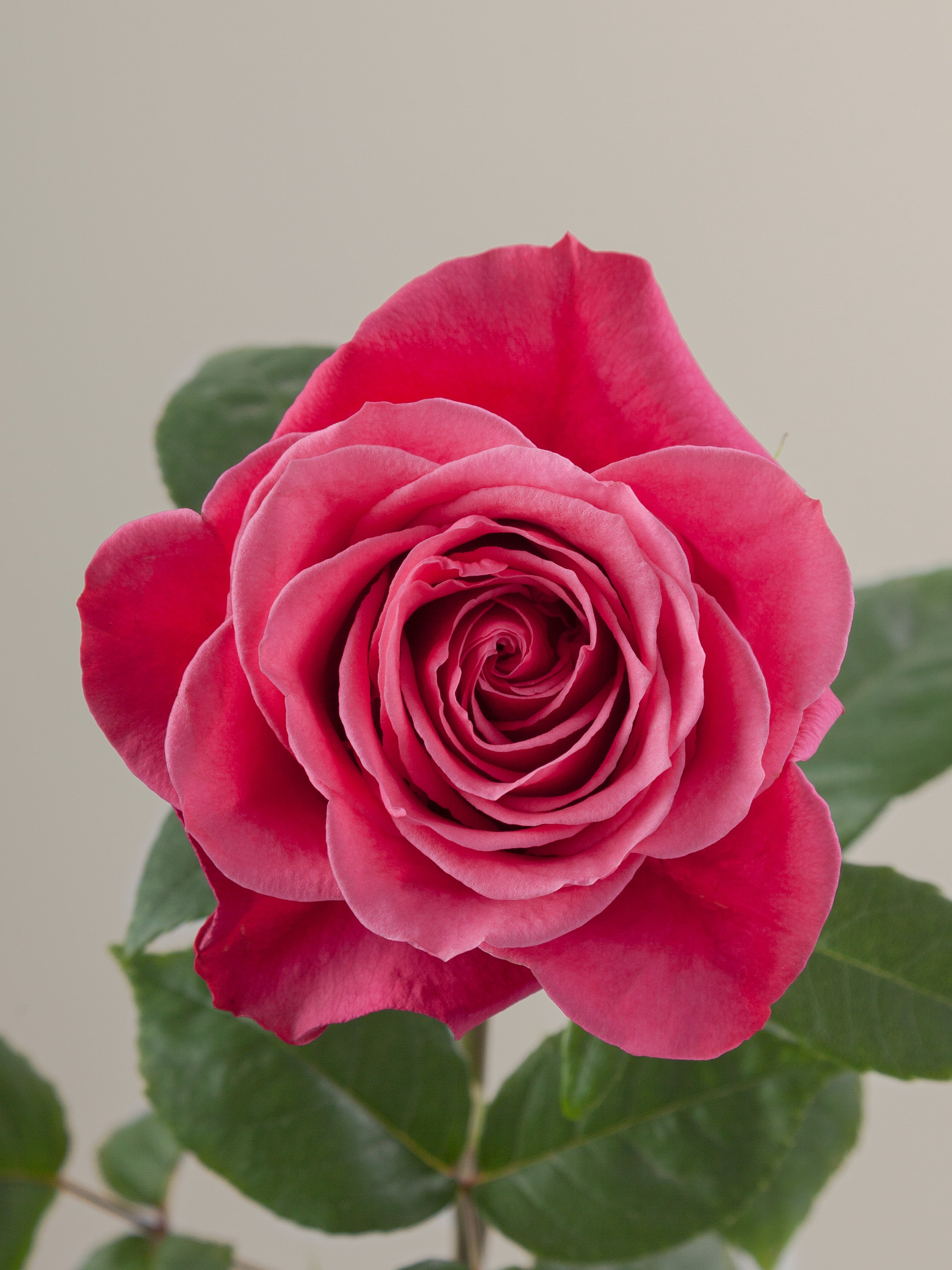 Standard Roses – Tavola