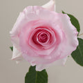 Tavola Christa single rose