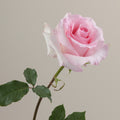 Tavola Christa stem rose