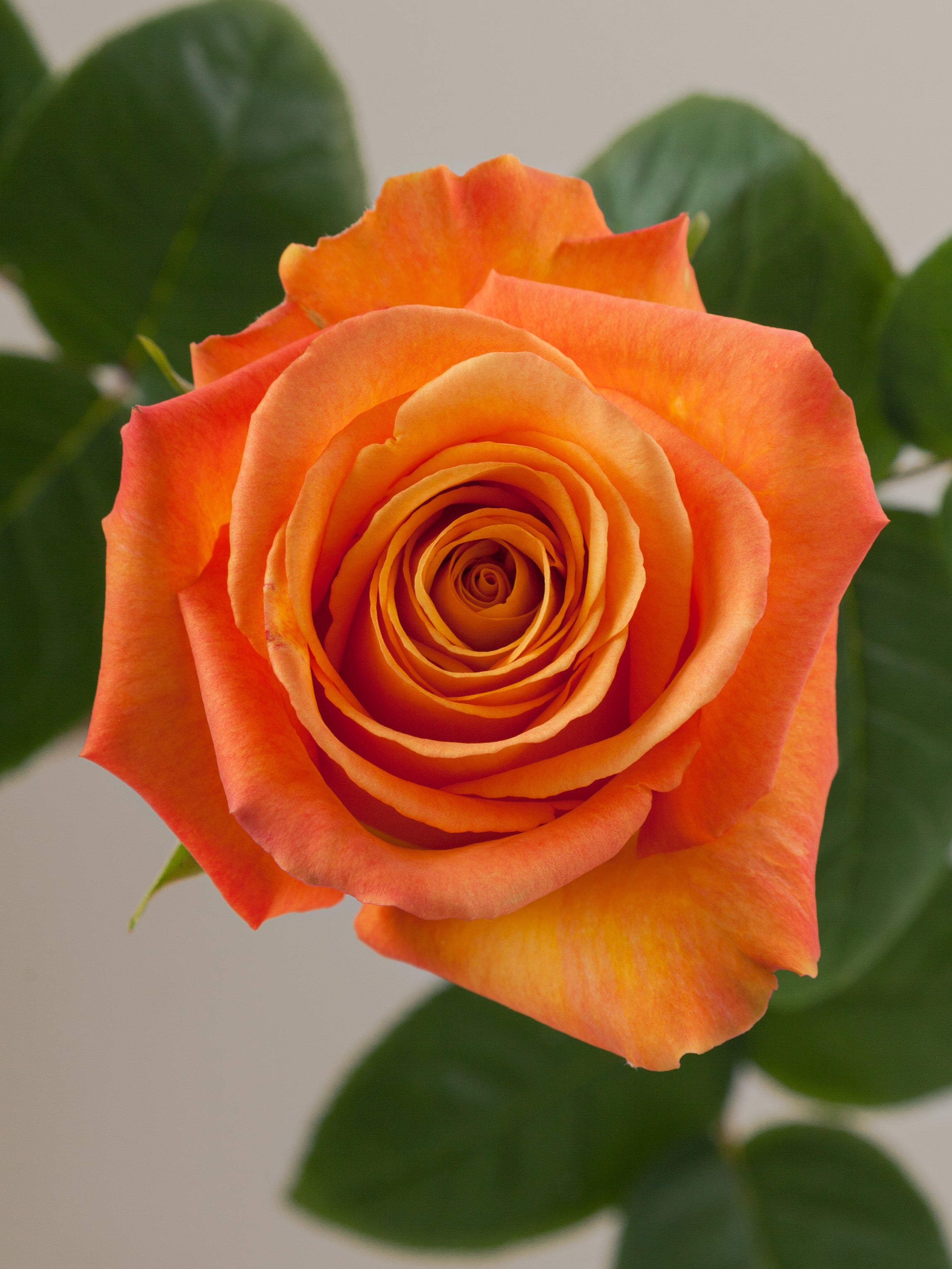 Confidential – Tavola