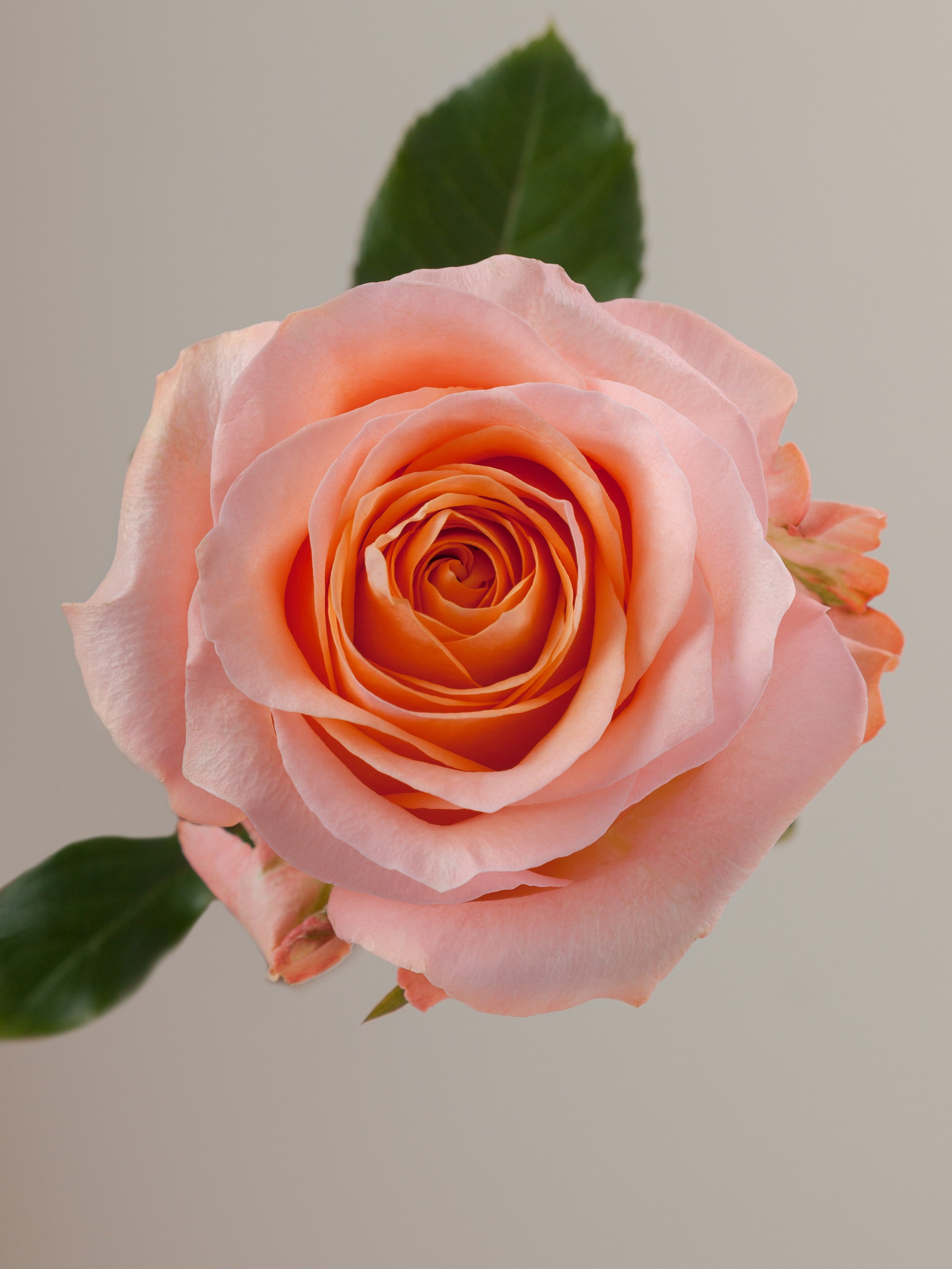 Coral Reef – Tavola