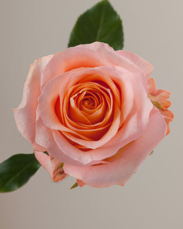 Tavola Coral Reef single rose