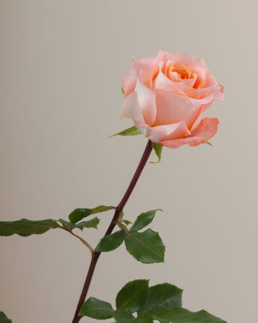 Tavola Coral Reef stem rose