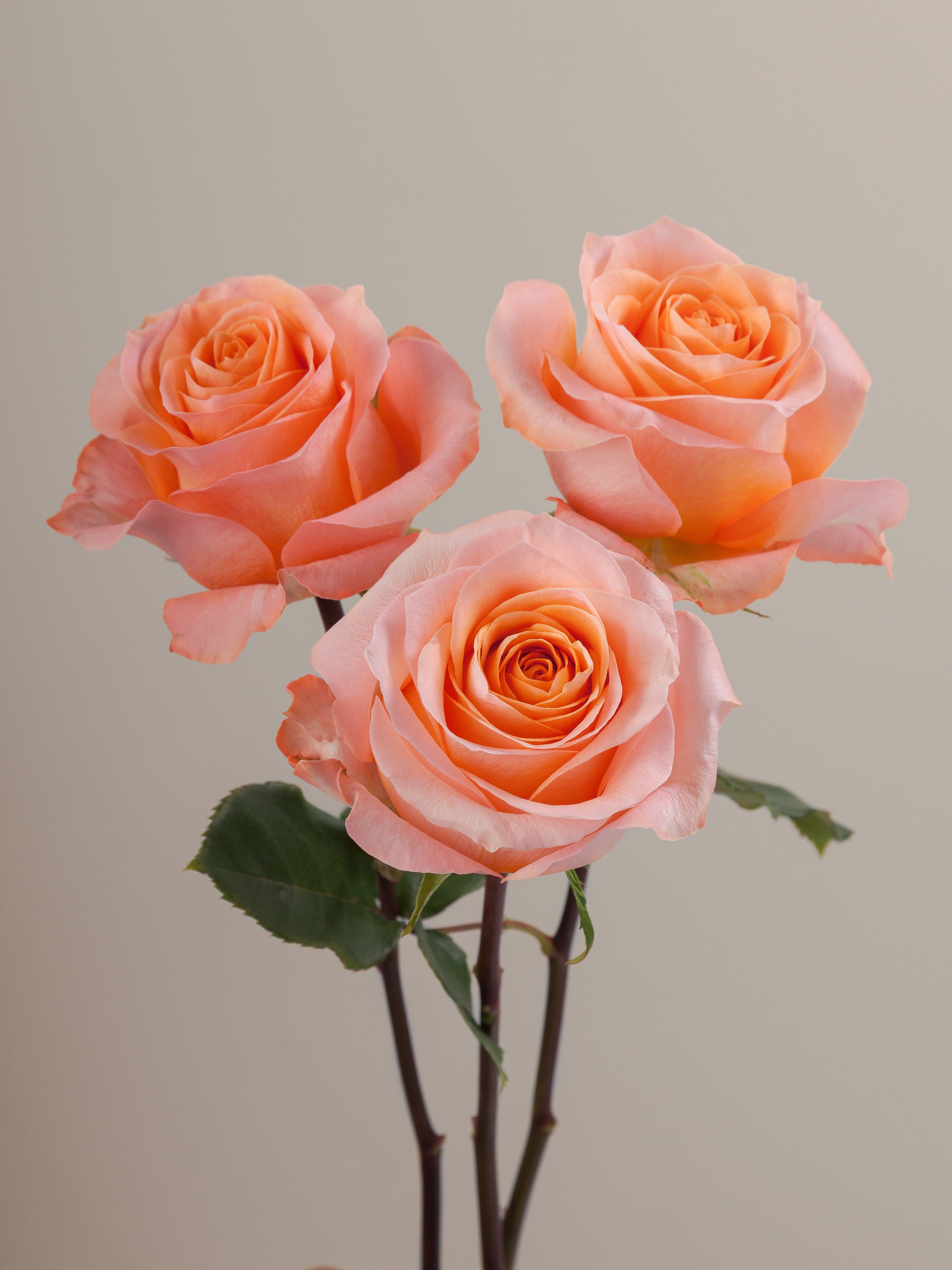 Coral Reef – Tavola