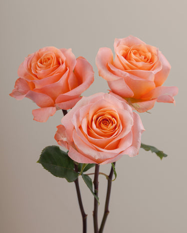 Tavola Coral Reef trio roses