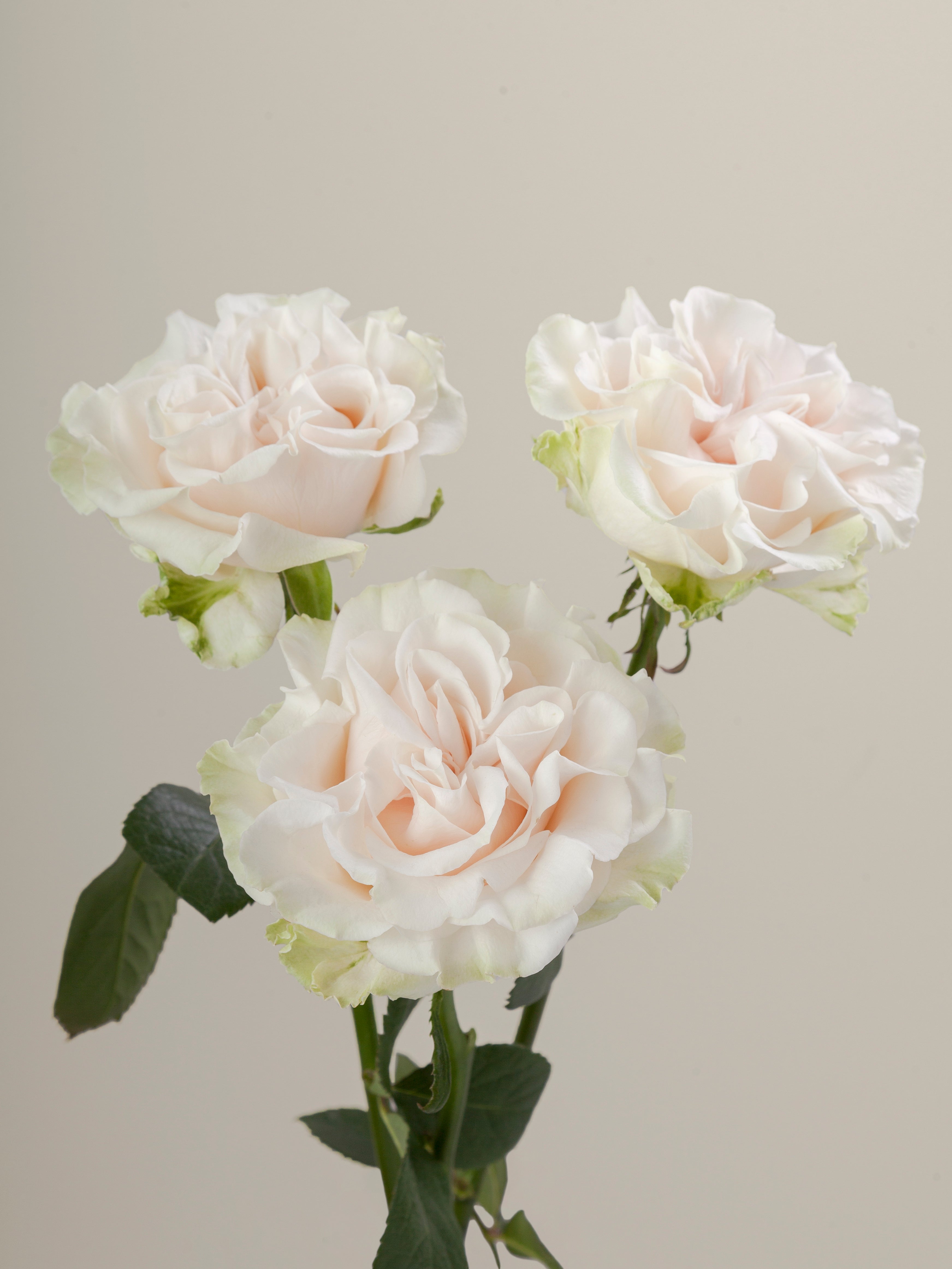 Cotton X-Pression – Tavola