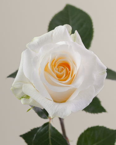 Tavola Creme de la Creme single rose