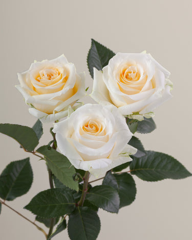 Tavola Creme de la Creme trio roses