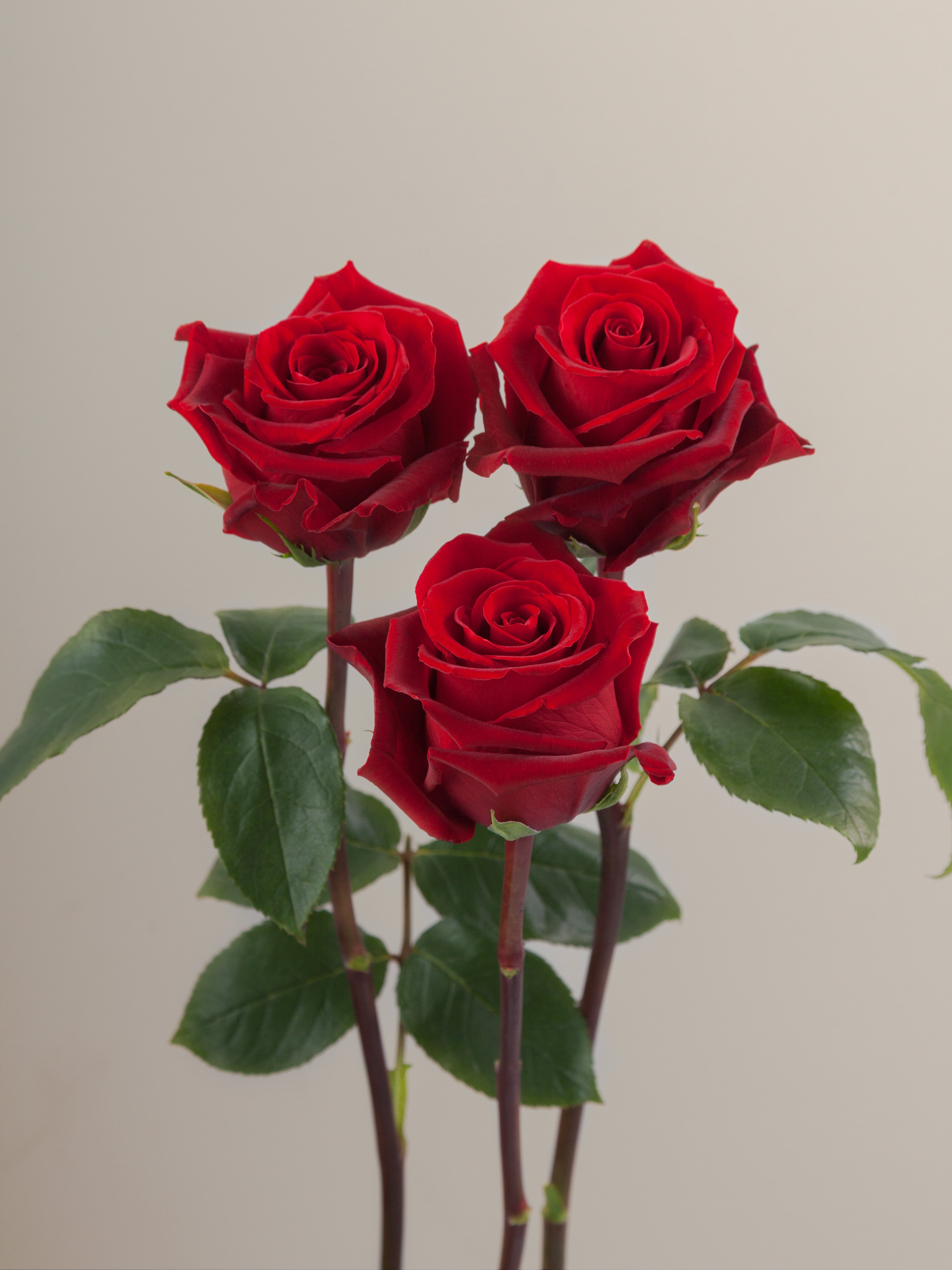 Finesst Roses Fortune – Tavola