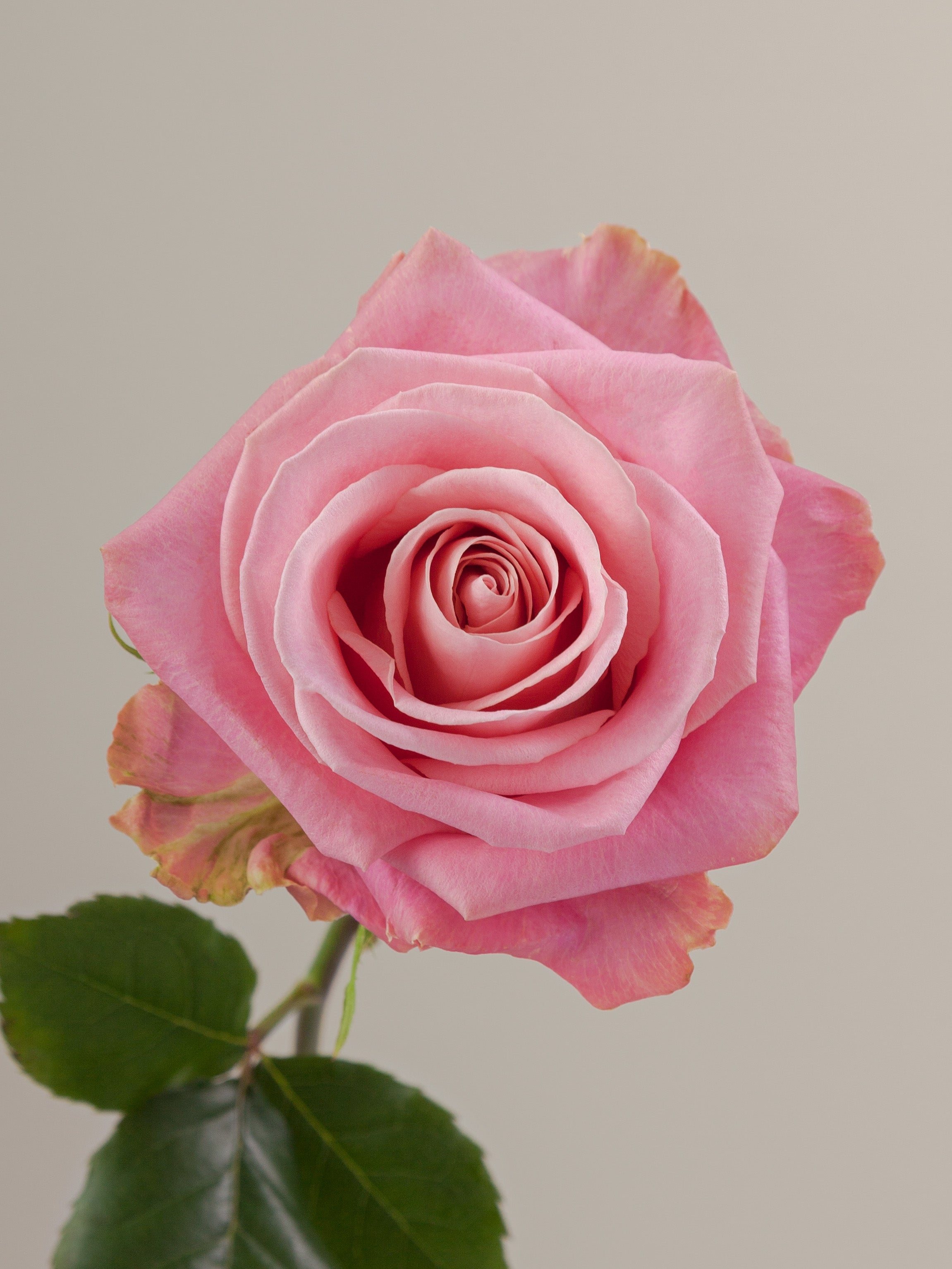 Standard Roses – Tavola