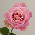 Tavola Hermosa single rose