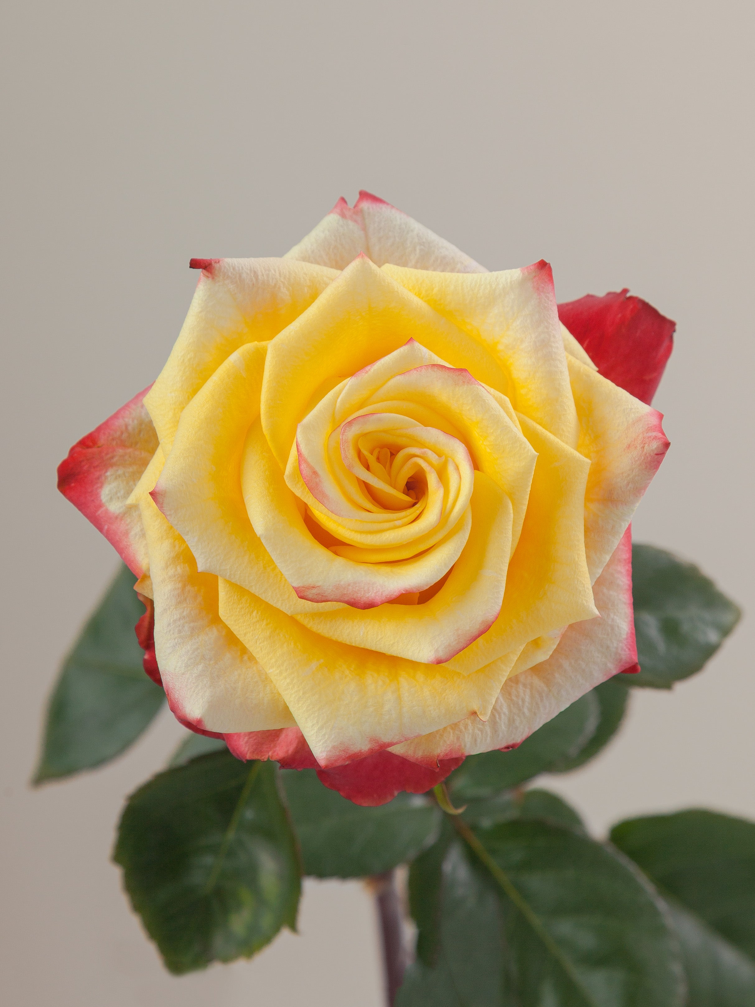 Standard Roses – Tavola