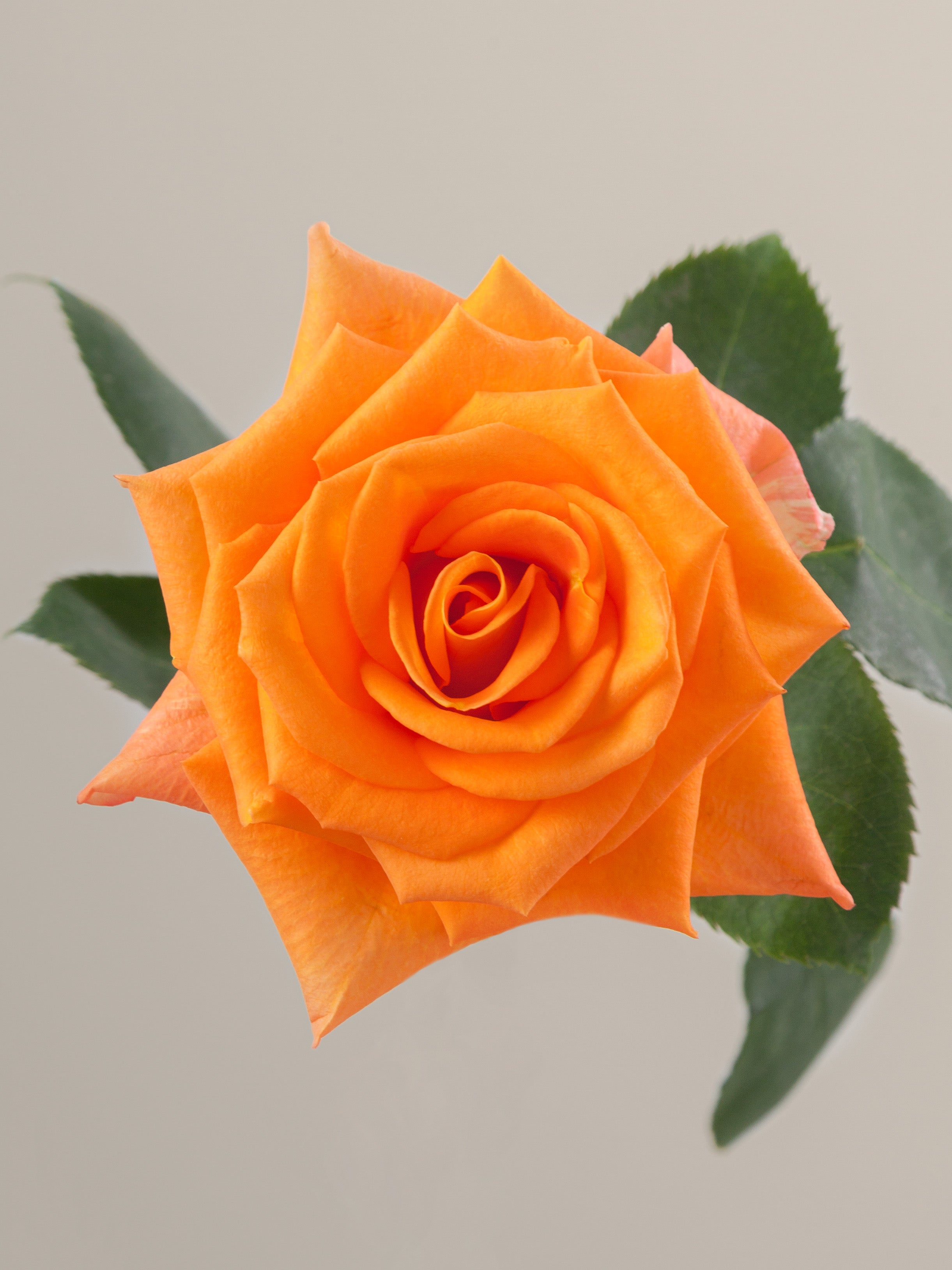 Rose Meacle Miracle – Tavola