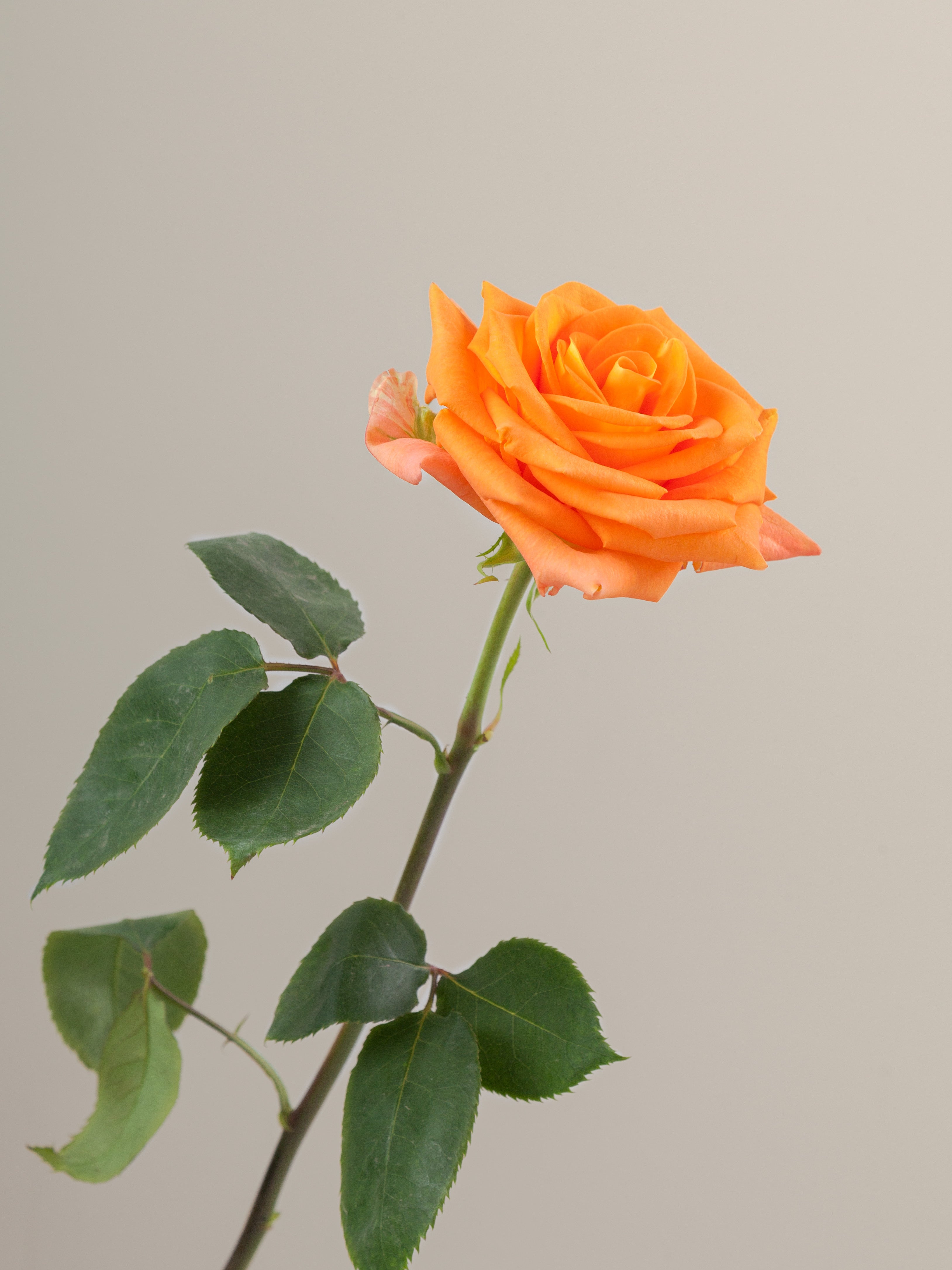 Rose Meacle Miracle – Tavola