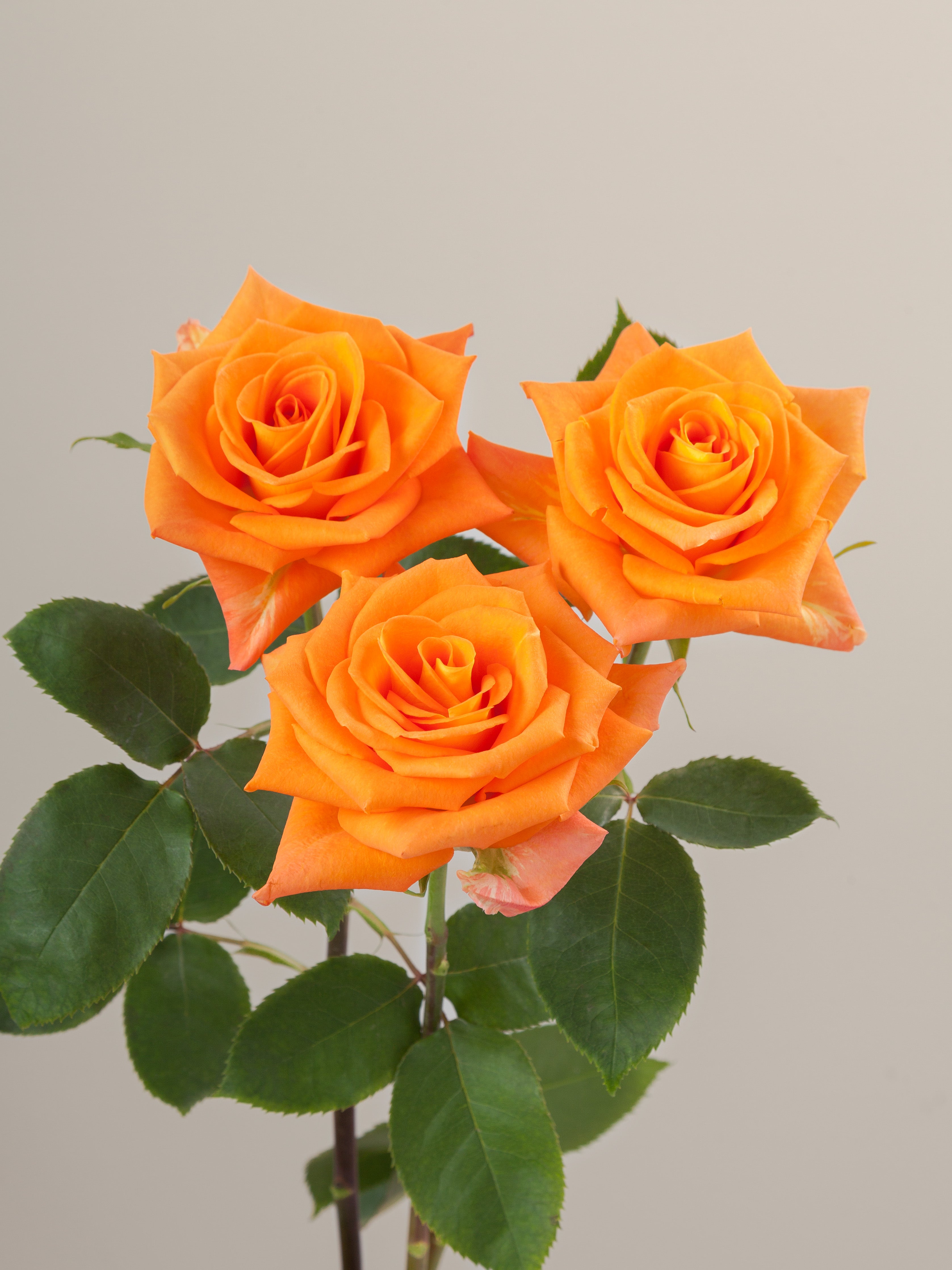 Rose Meacle Miracle – Tavola