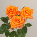 Tavola Miracle trio roses