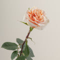 Tavola Phoenix stem rose