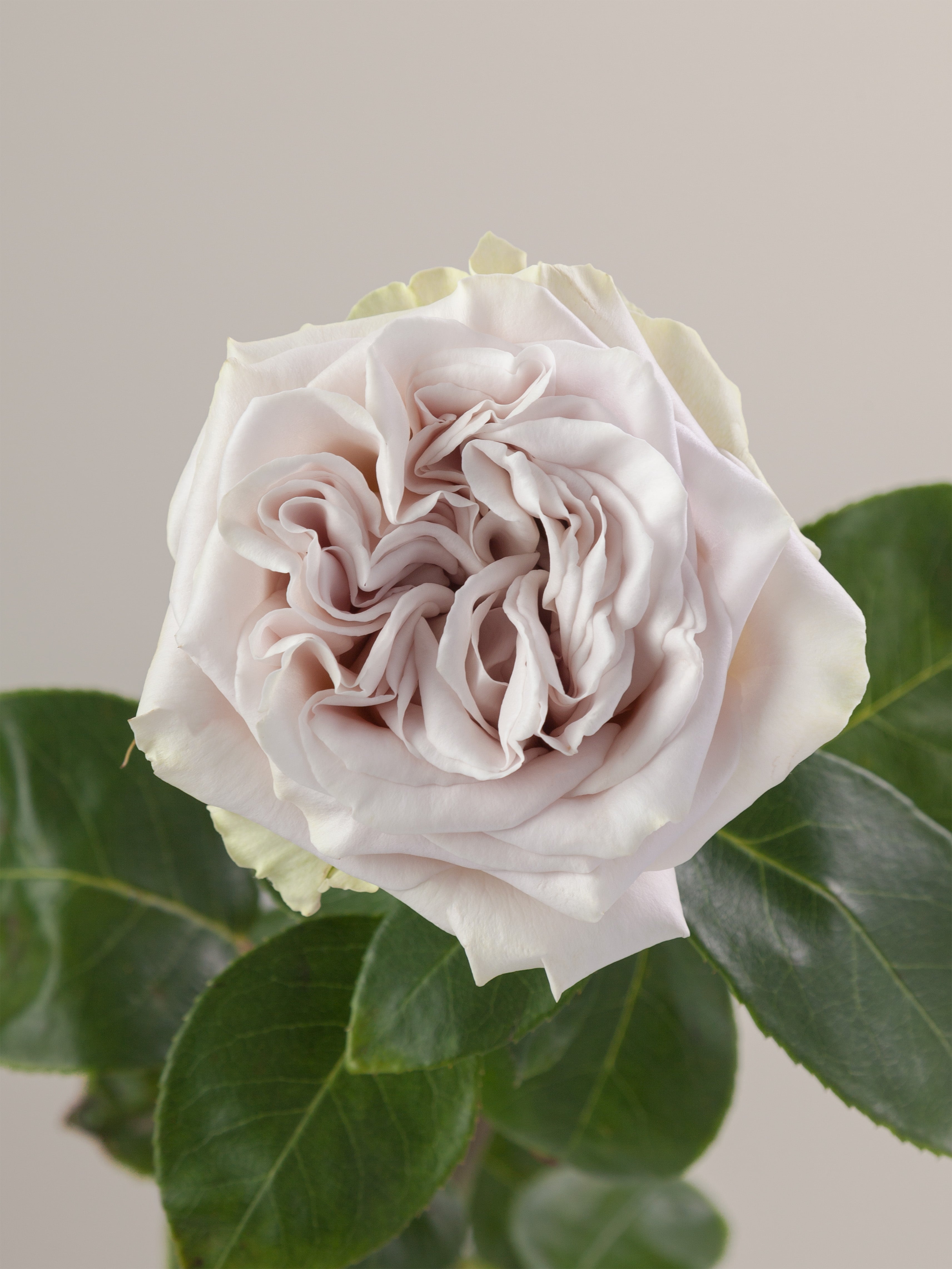 Garden-Like Roses – Tavola