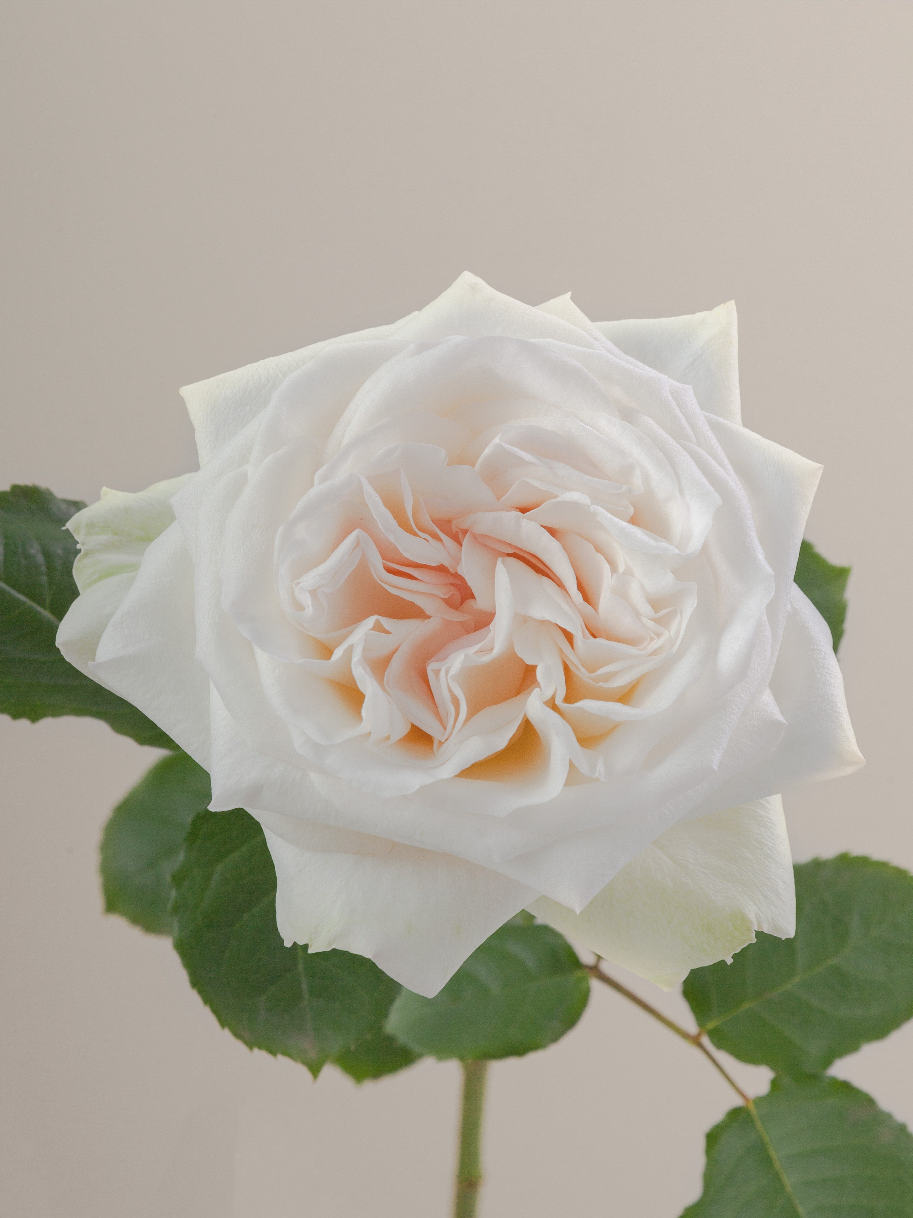 White O'Hara – Tavola